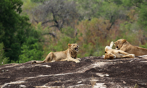 River pride at Mala Mala