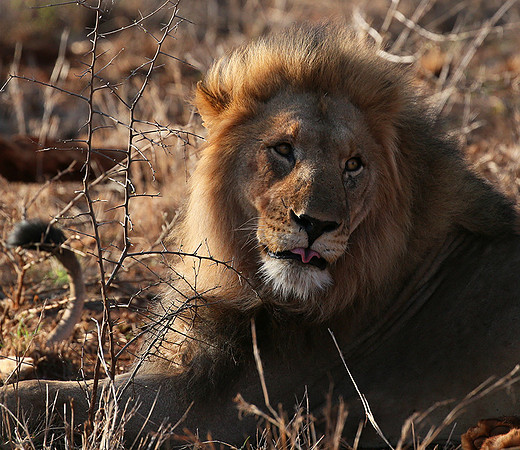 At Madikwe
