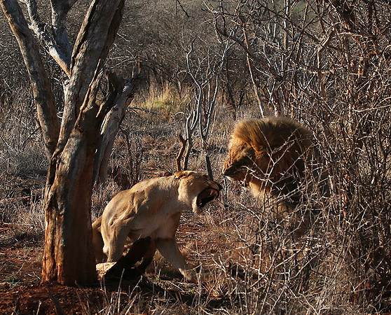 At Madikwe