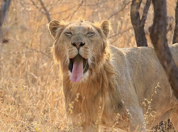 At Kruger NP