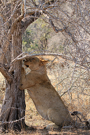 At Kruger NP