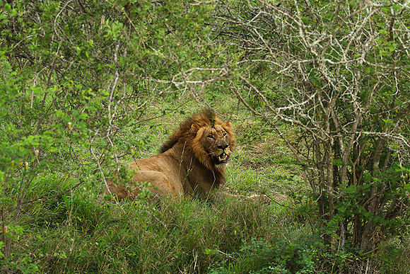 Lion Sands