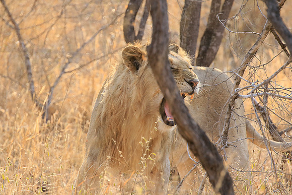 At Kruger NP