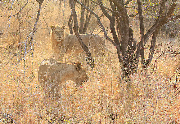 Singita Lebombo