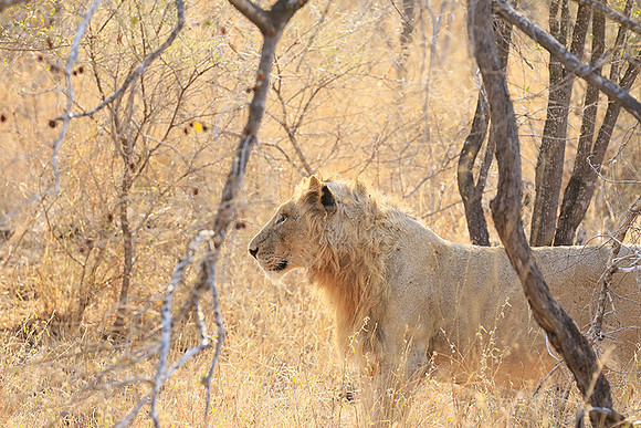 At Kruger NP