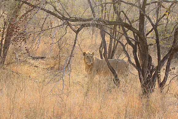 At Kruger NP