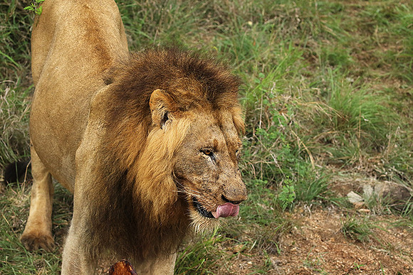 Lion Sands
