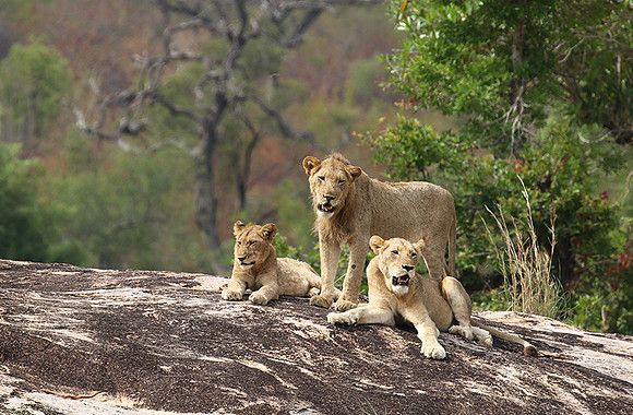 River pride at Mala Mala