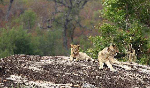 River pride at Mala Mala