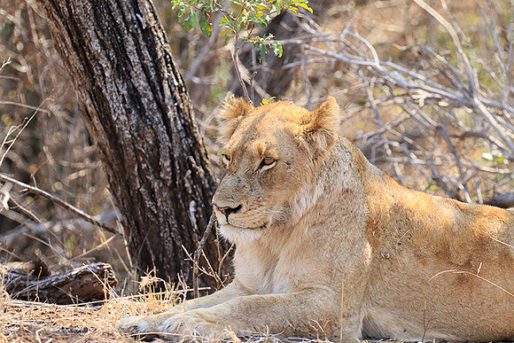 At Kruger NP