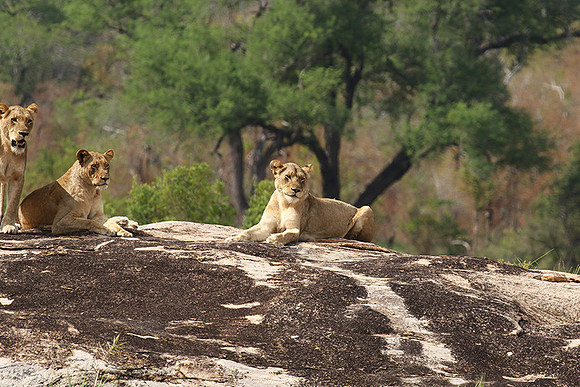 River pride at Mala Mala