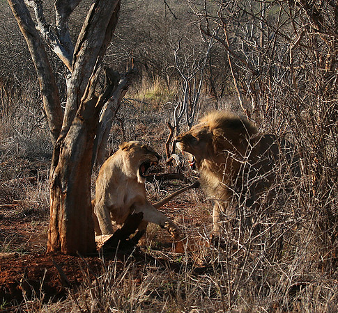 At Madikwe