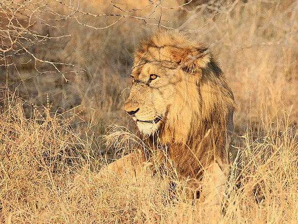 At Kruger NP