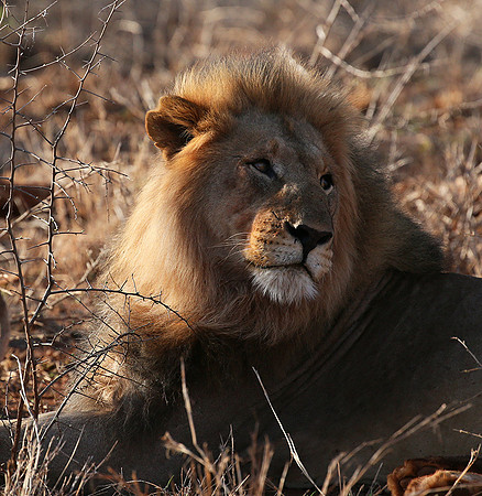 At Madikwe