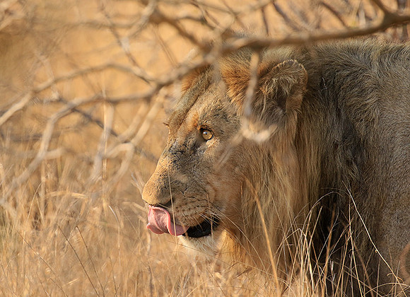 At Kruger NP