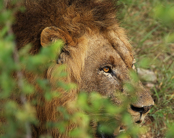 Lion Sands