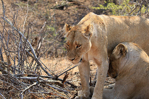 At Kruger NP