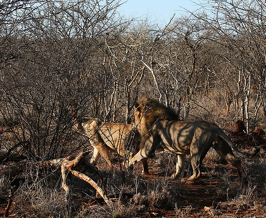 At Madikwe