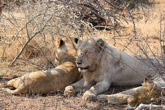 At Kruger NP