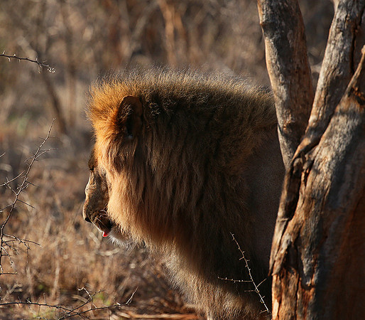 At Madikwe