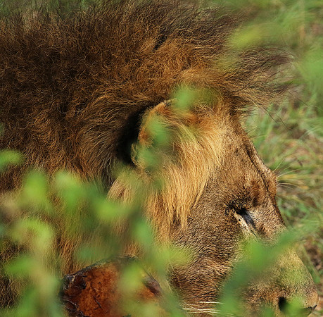 Lion Sands