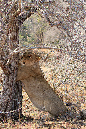 At Kruger NP
