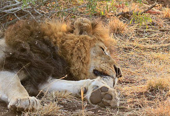 At Kruger NP