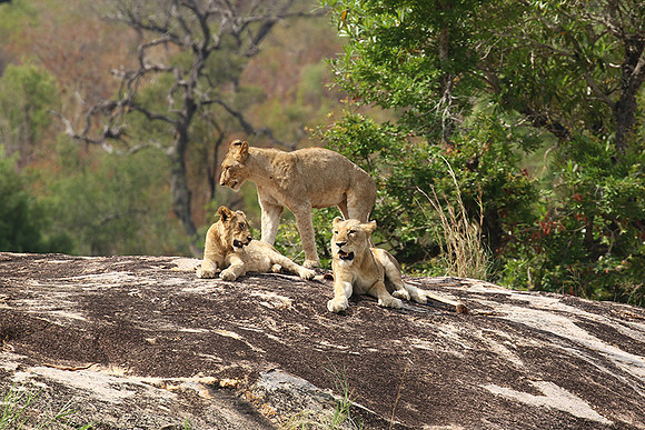 River pride at Mala Mala