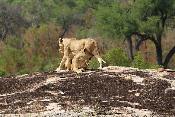 River pride at Mala Mala