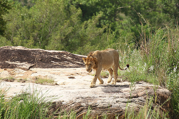 River pride at Mala Mala