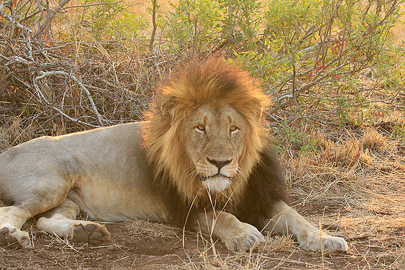 At Kruger NP