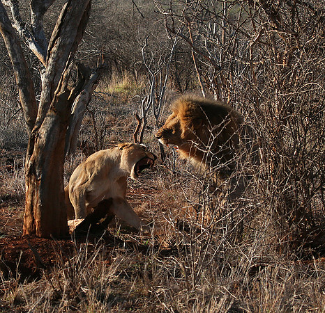 At Madikwe