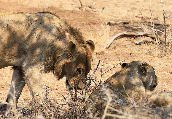 At Kruger NP