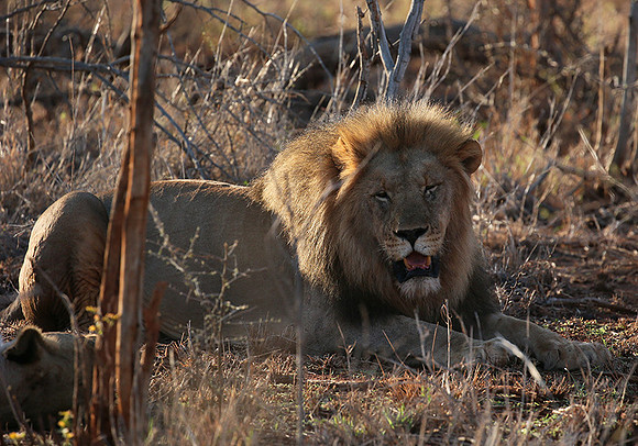 At Madikwe