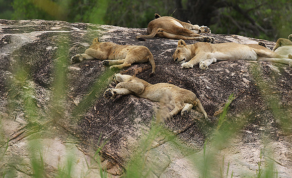 River pride at Mala Mala