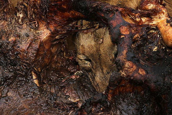 Lion Sands
