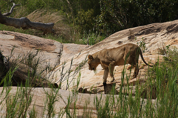 River pride at Mala Mala