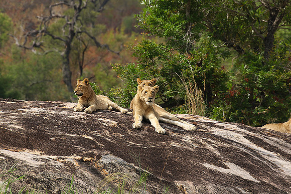 River pride at Mala Mala