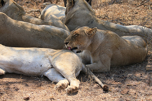 At Kruger NP