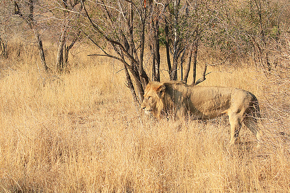 At Kruger NP