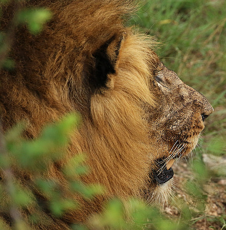 Lion Sands