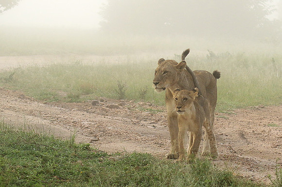 In the mist - At Londolozi