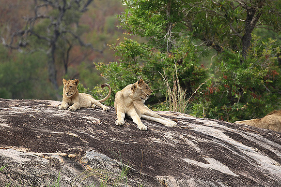 River pride at Mala Mala