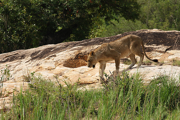 River pride at Mala Mala