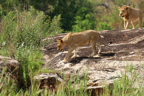 River pride at Mala Mala