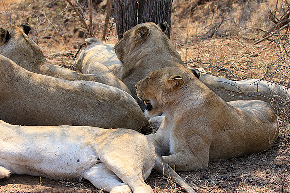 At Kruger NP