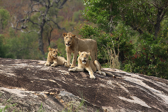 River pride at Mala Mala