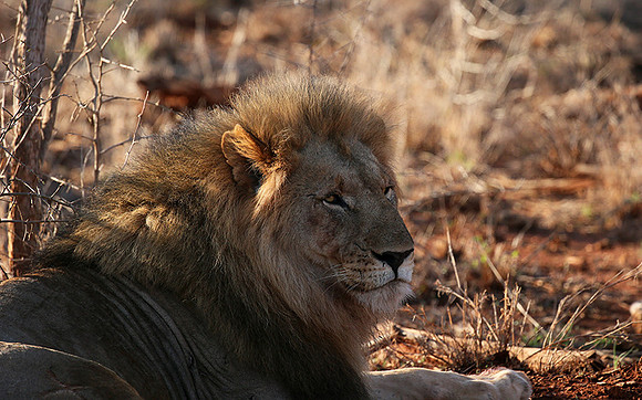 At Madikwe