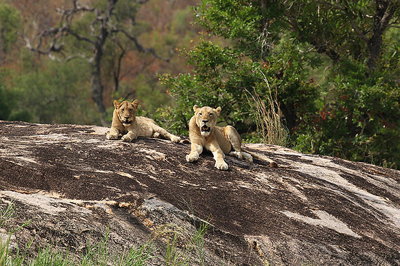 River pride at Mala Mala