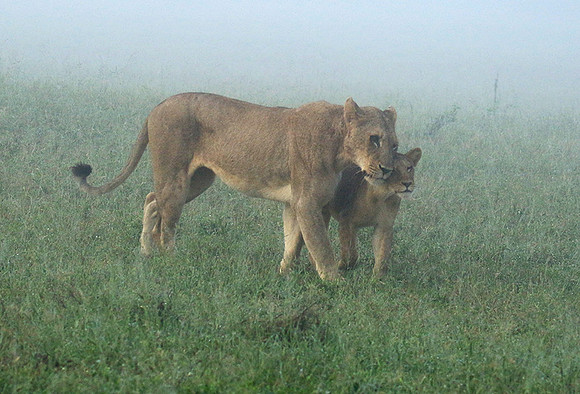 In the mist - At Londolozi